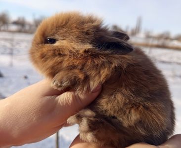 Кролик декоративний