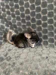 Шиншили у люблячі руки