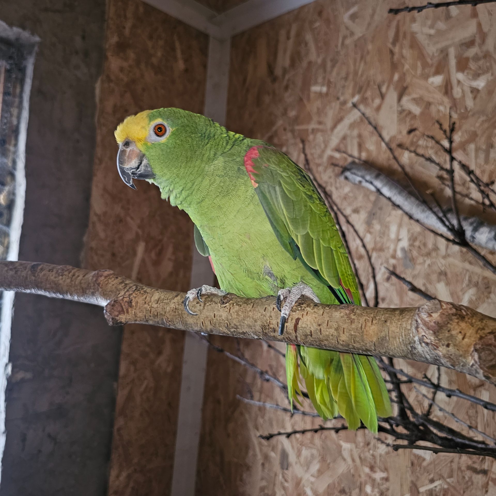 Жовтолобий (Сурінамський) амазон