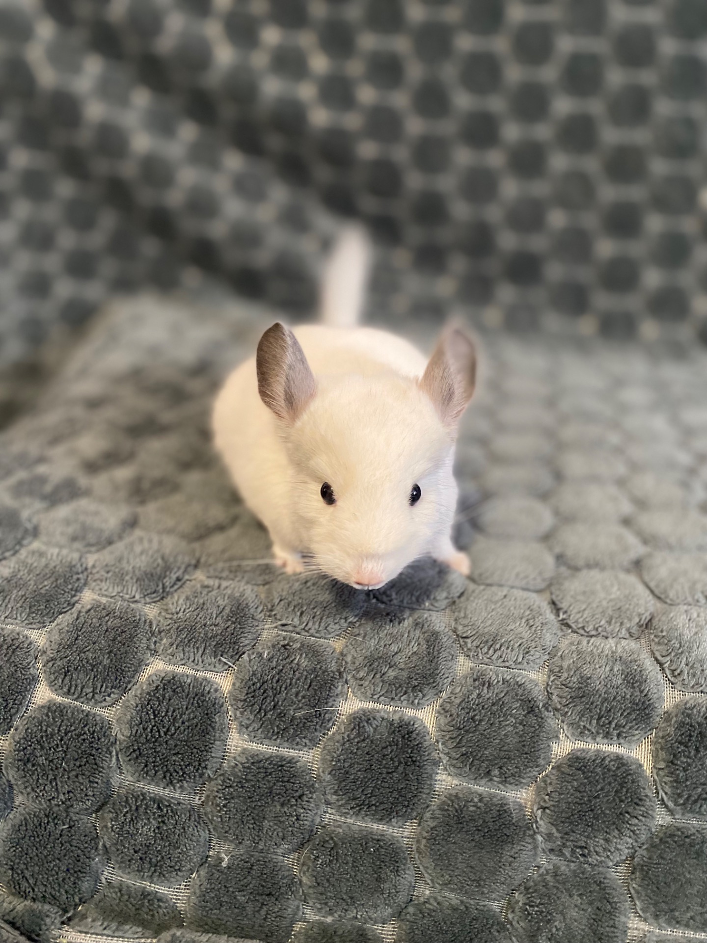 Шиншила різних окрасів