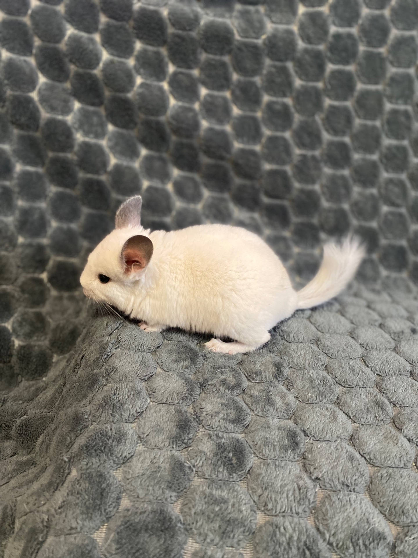 Шиншила різних окрасів