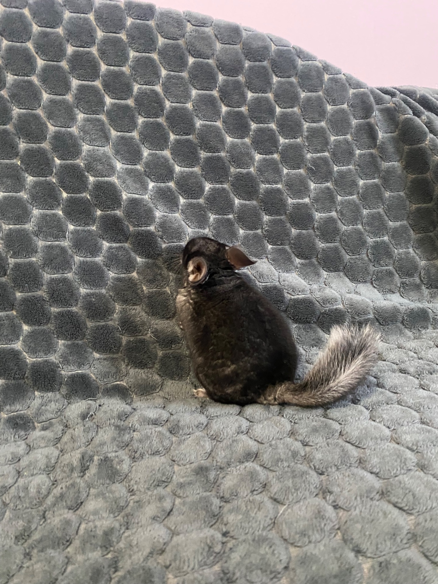 Шиншила різних окрасів