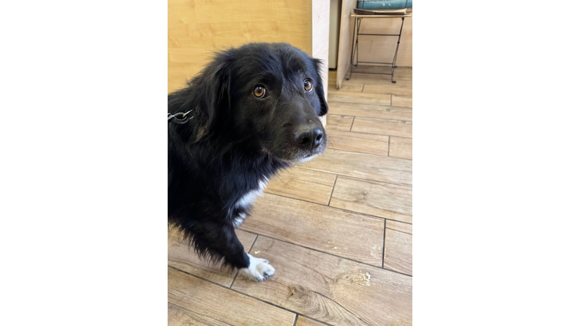 Черговий викинутий красень, який колись був домашнім 💔