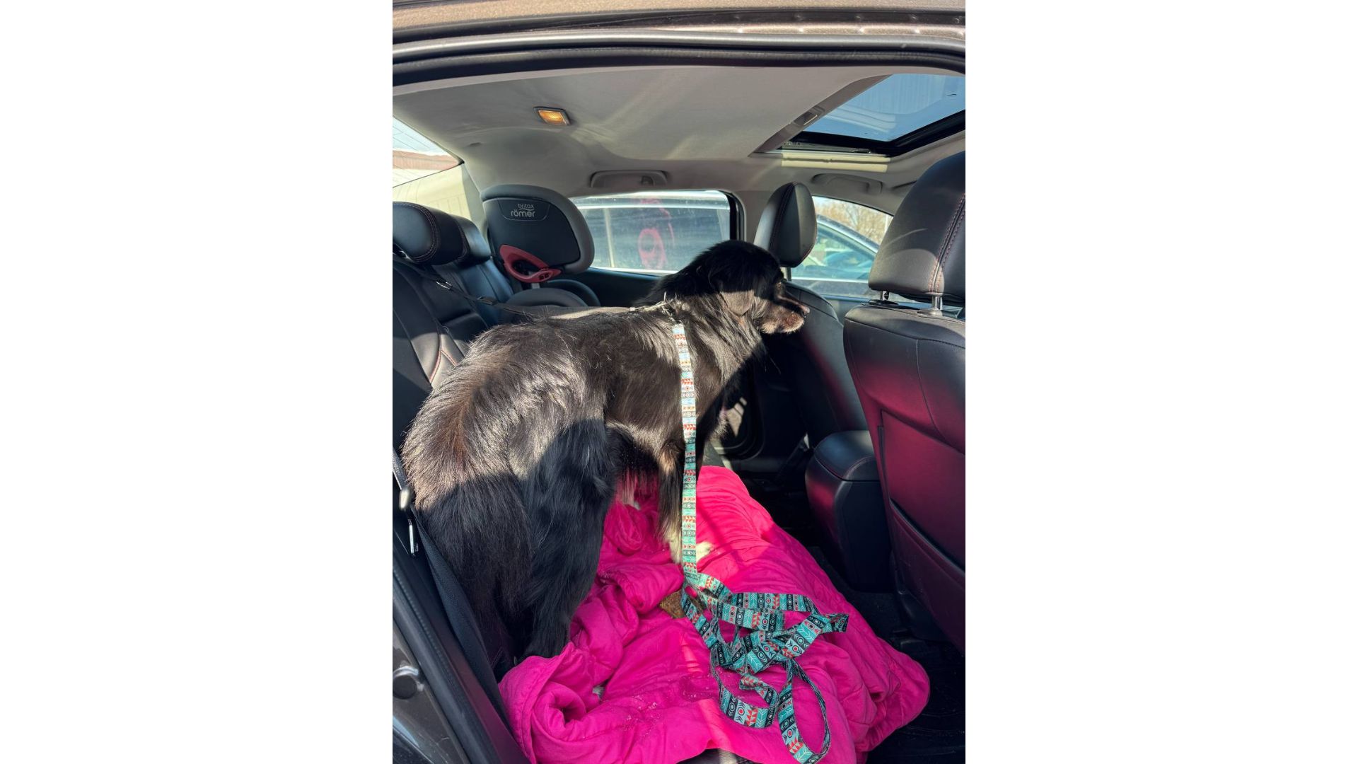 Черговий викинутий красень, який колись був домашнім 💔