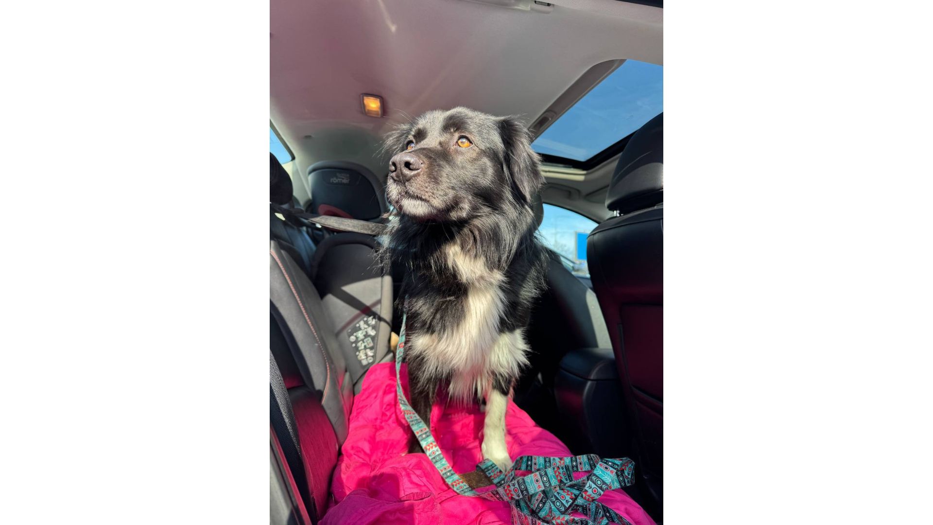 Черговий викинутий красень, який колись був домашнім 💔