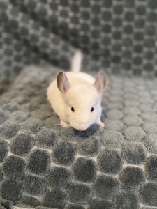 Шиншила різних окрасів