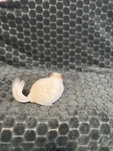 Шиншила різних окрасів