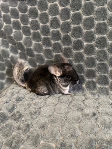 Шиншила різних окрасів