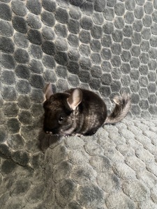 Шиншила різних окрасів