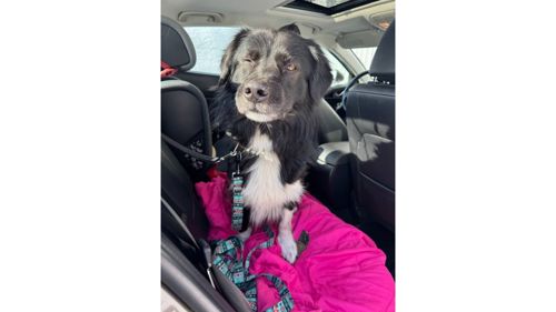 Черговий викинутий красень, який колись був домашнім 💔