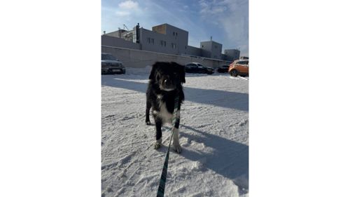 Черговий викинутий красень, який колись був домашнім 💔