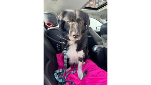 Черговий викинутий красень, який колись був домашнім 💔