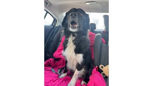 Черговий викинутий красень, який колись був домашнім 💔