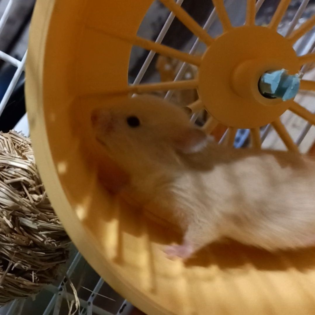 Сирійський хом'ячок (вік - 1 місяць)