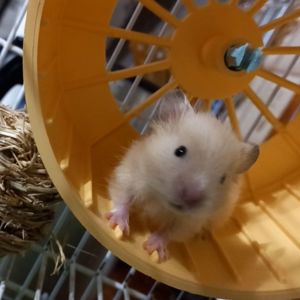 Сирійський хом'ячок