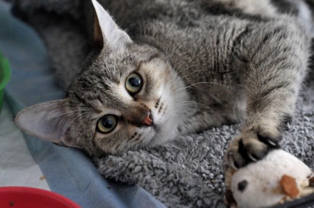 Кошеня Моніка