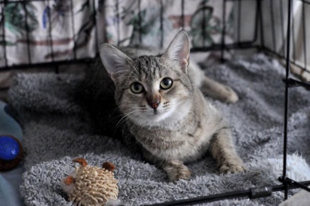 Кошеня Моніка