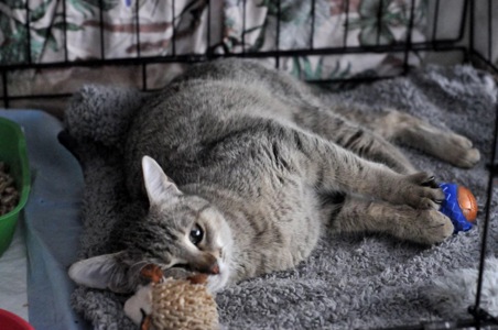 Кошеня Моніка