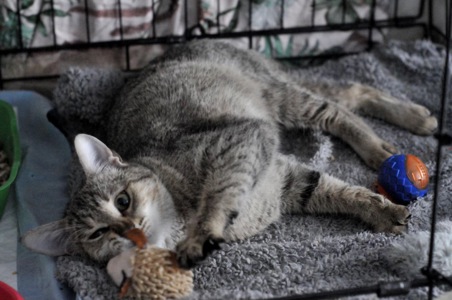 Кошеня Моніка