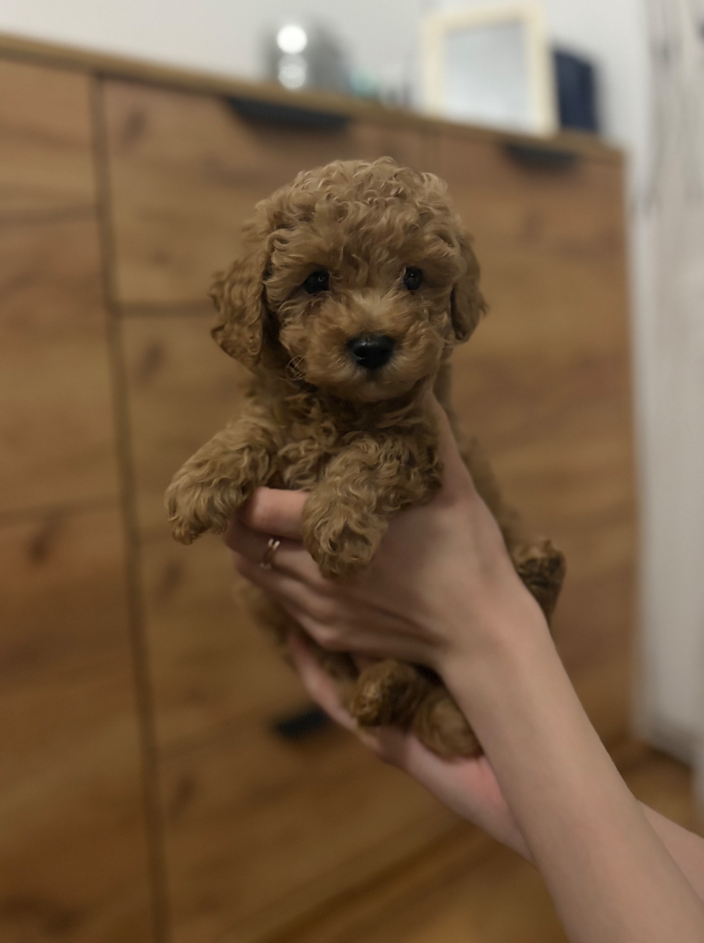 Цуценята той пуделя