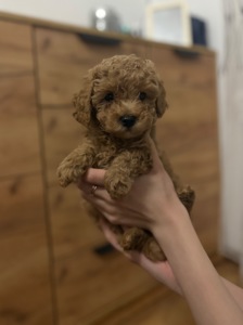 Цуценята той пуделя