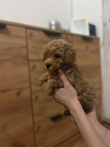 Цуценята той пуделя