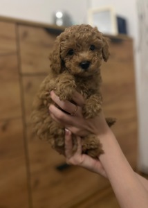 Цуценята той пуделя