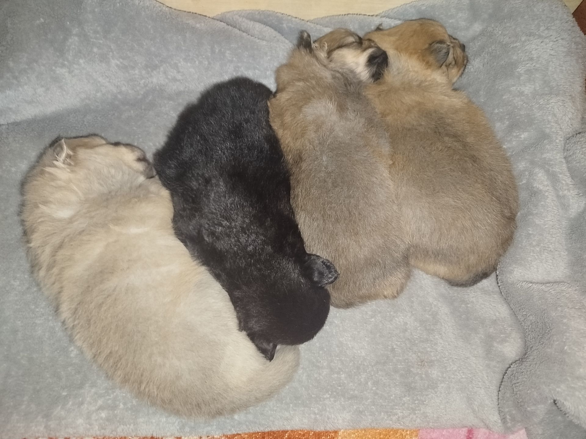 Бронь!!! Цуценята Померанського Щпіца