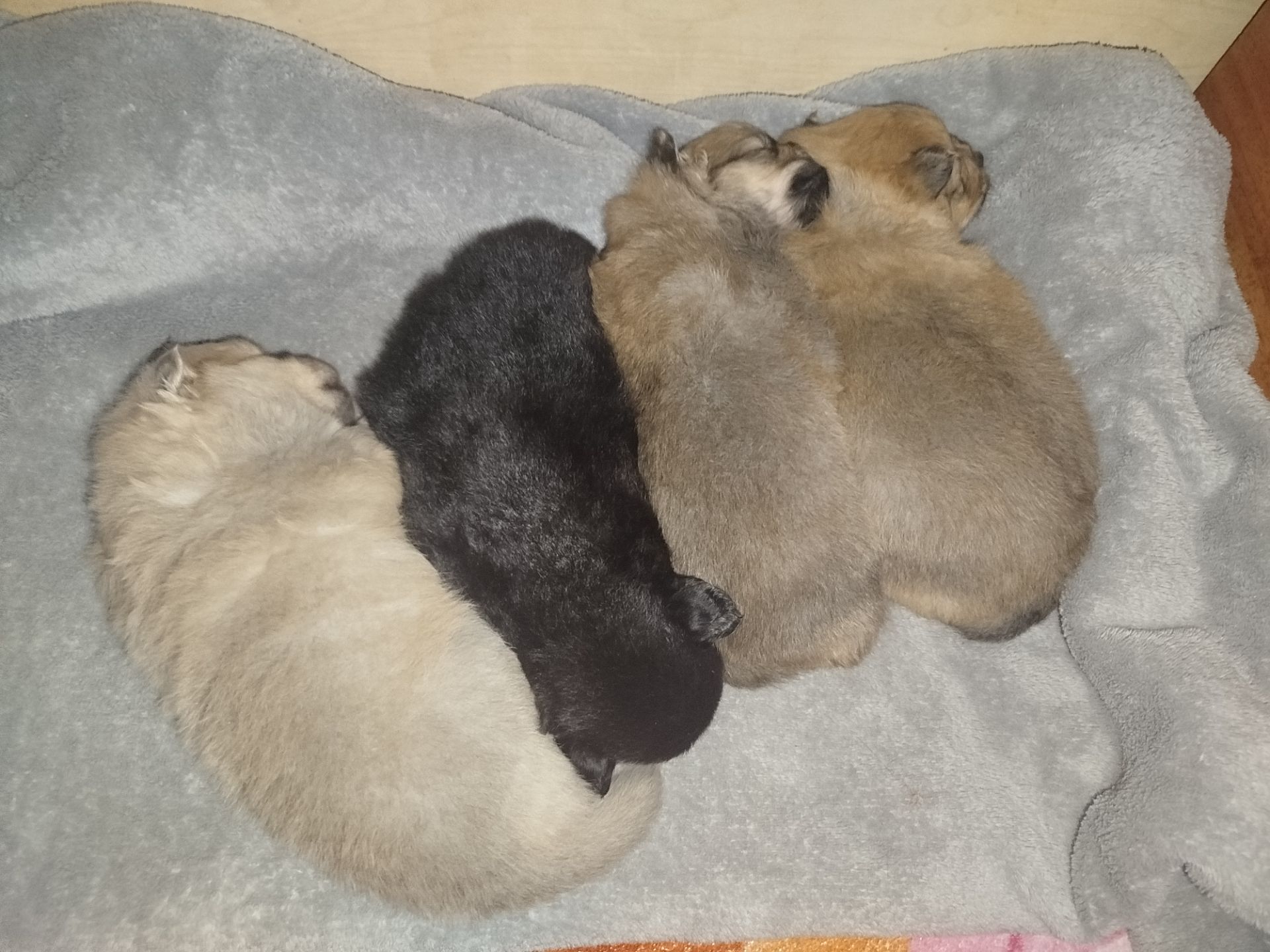 Бронь!!! Цуценята Померанського Щпіца