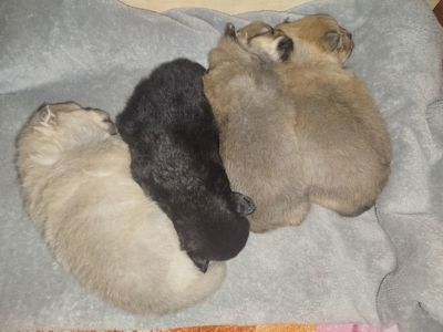 Бронь!!! Цуценята Померанського Щпіца