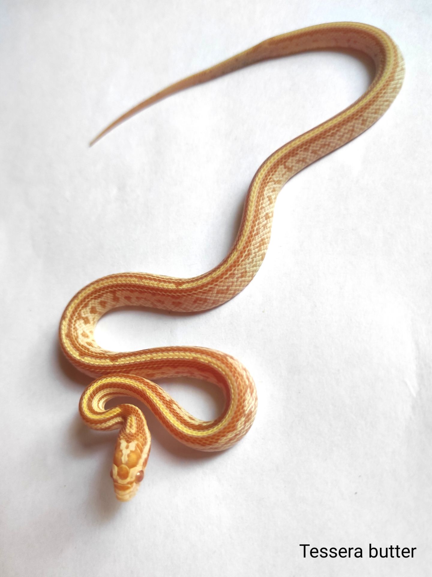 Маїсовий полоз/ маисовый полоз