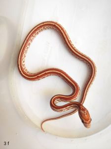 Маїсовий полоз/ маисовый полоз