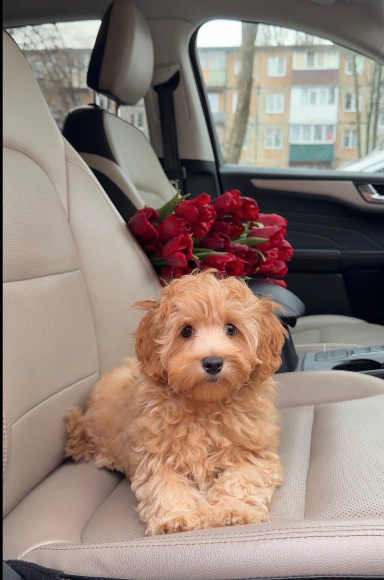 Цуценя мальтипу