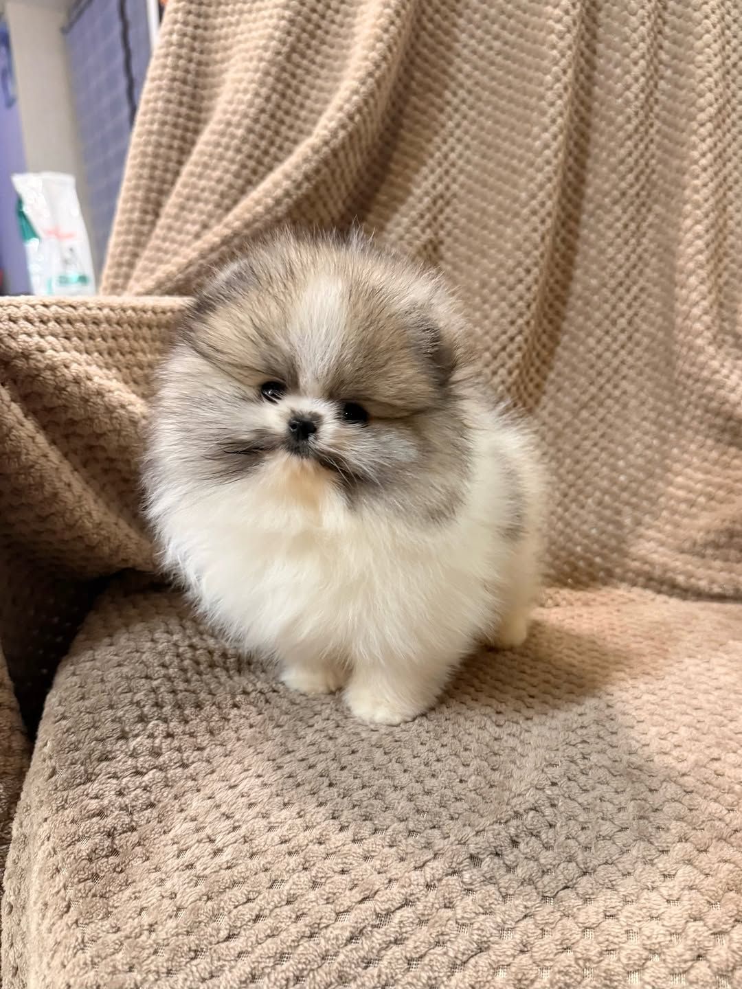 померанского шпица,