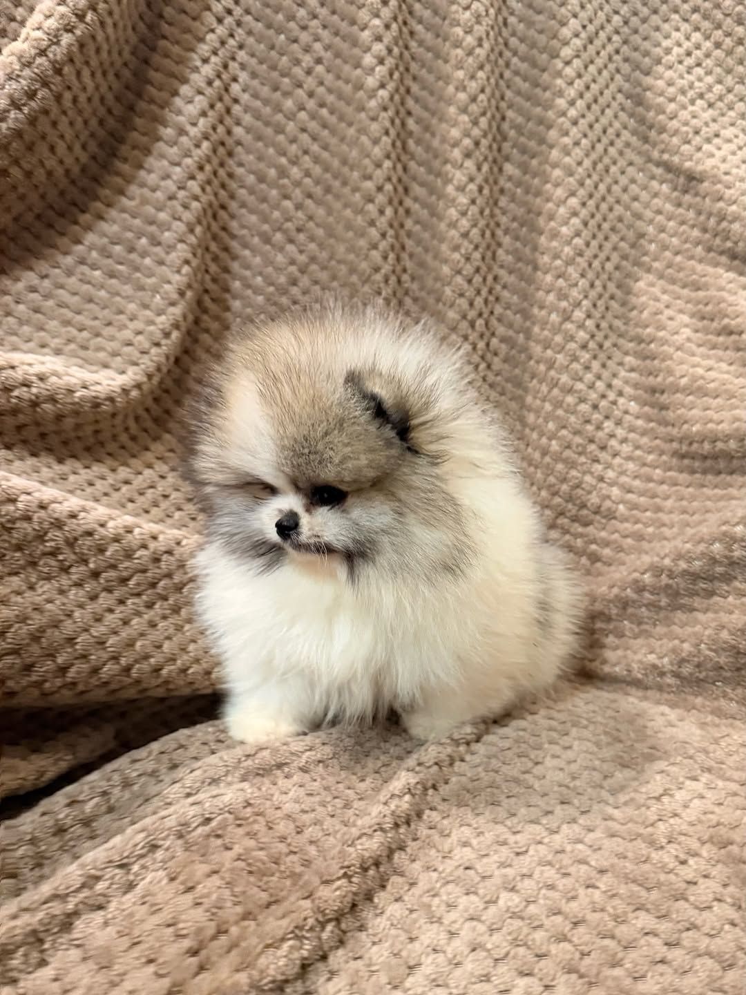 померанского шпица,