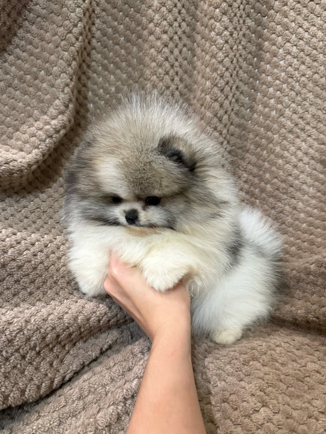 померанского шпица,