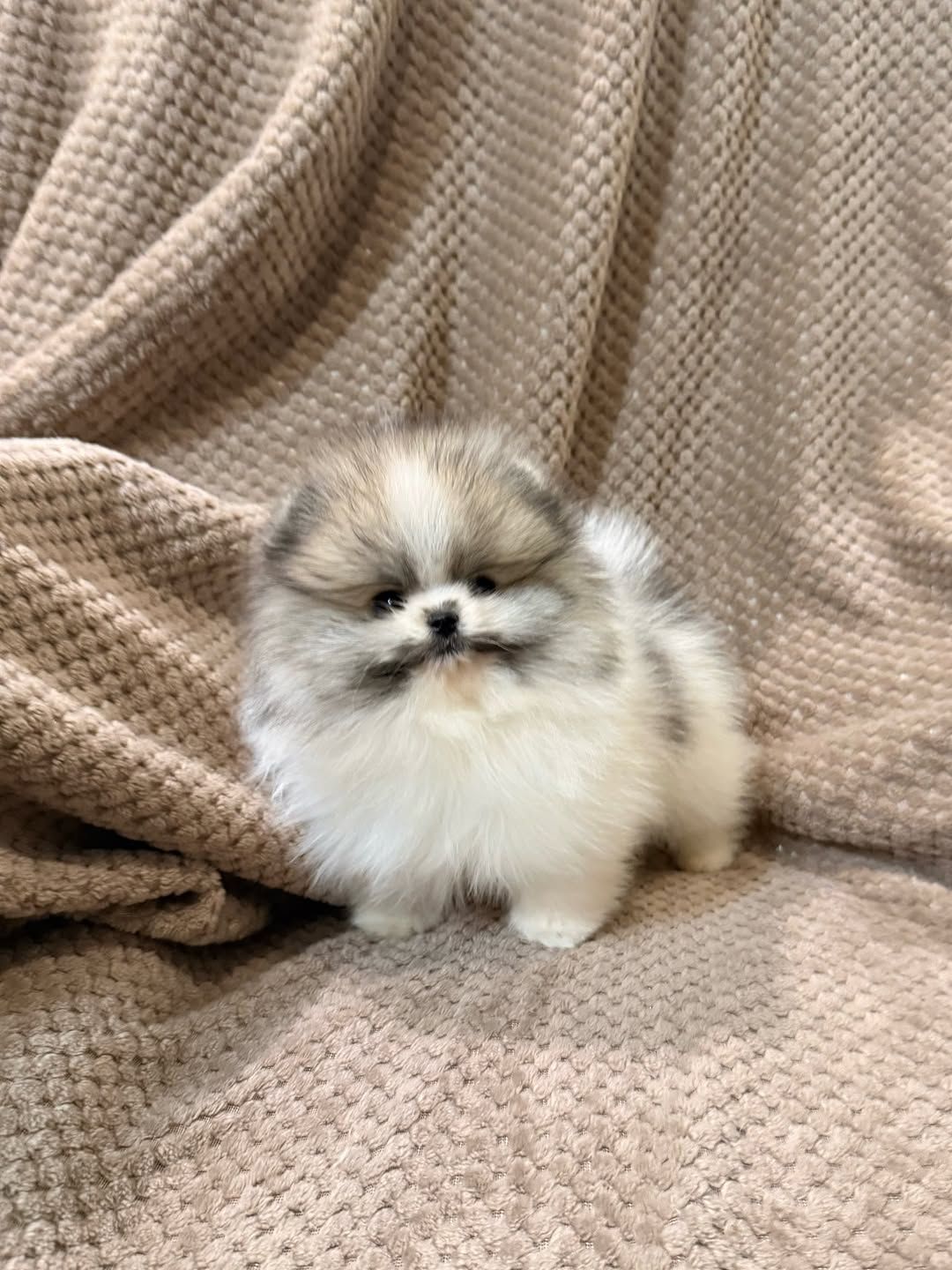 померанского шпица,