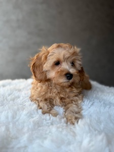 Цуценя мальтипу