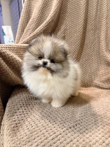 померанского шпица,