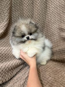 померанского шпица,