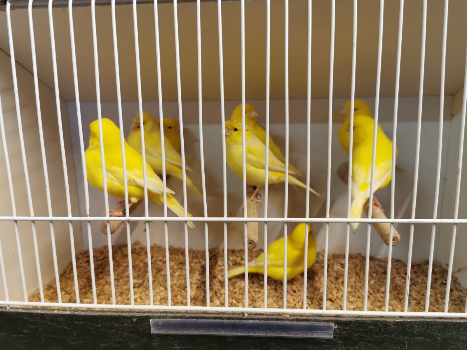 Канарейки які співають, самці та самки