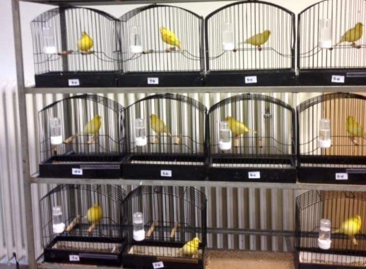 Канарейки які співають, самці та самки