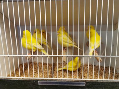 Канарейки які співають, самці та самки