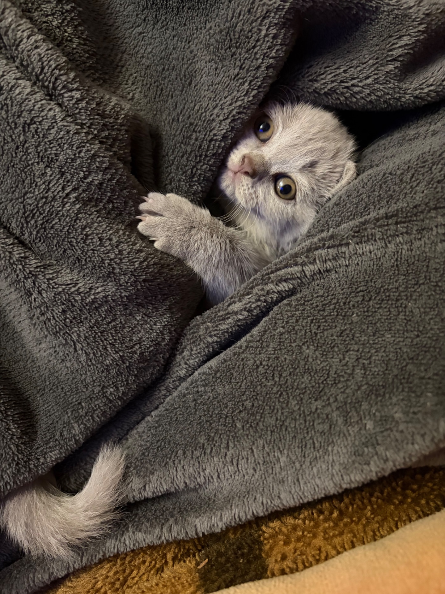 Кошеня прямовухе