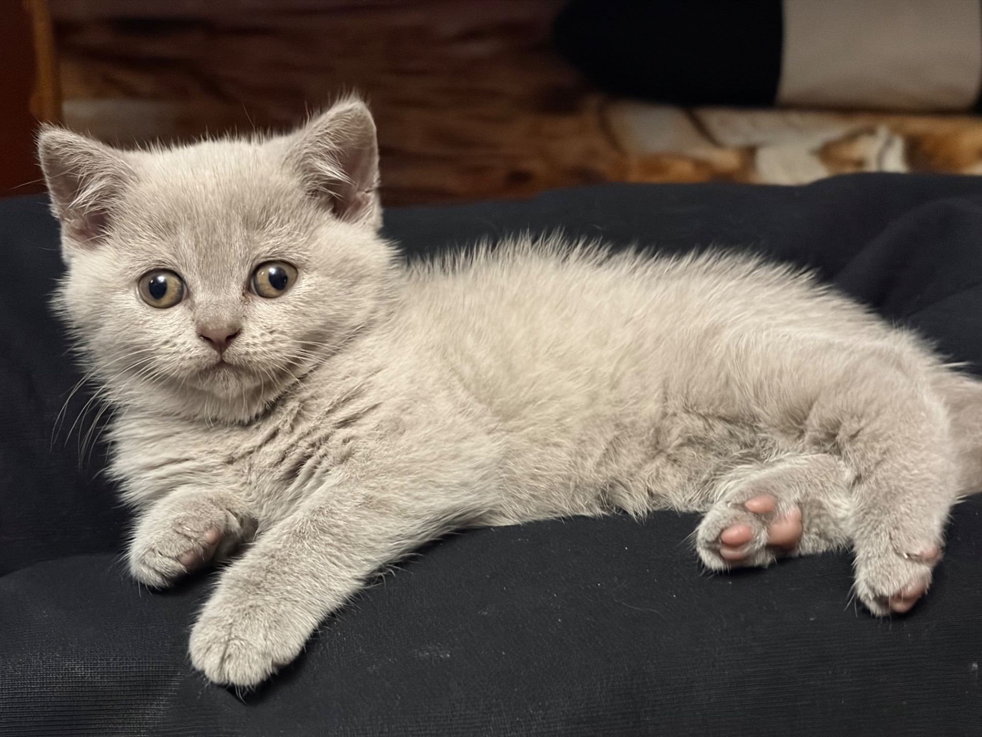 Кошеня прямовухе