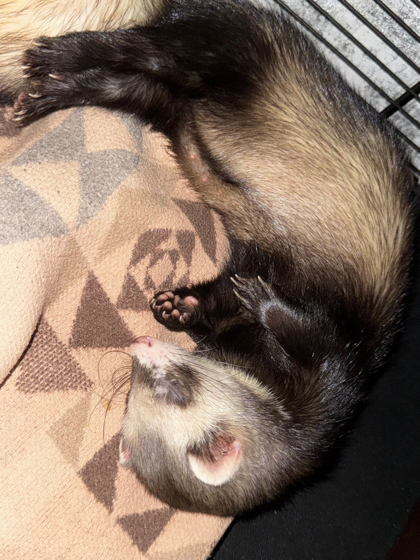 Продаж тхорика (дівчинка), 4 місяці ✨