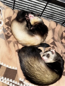 Продаж тхорика (дівчинка), 4 місяці ✨