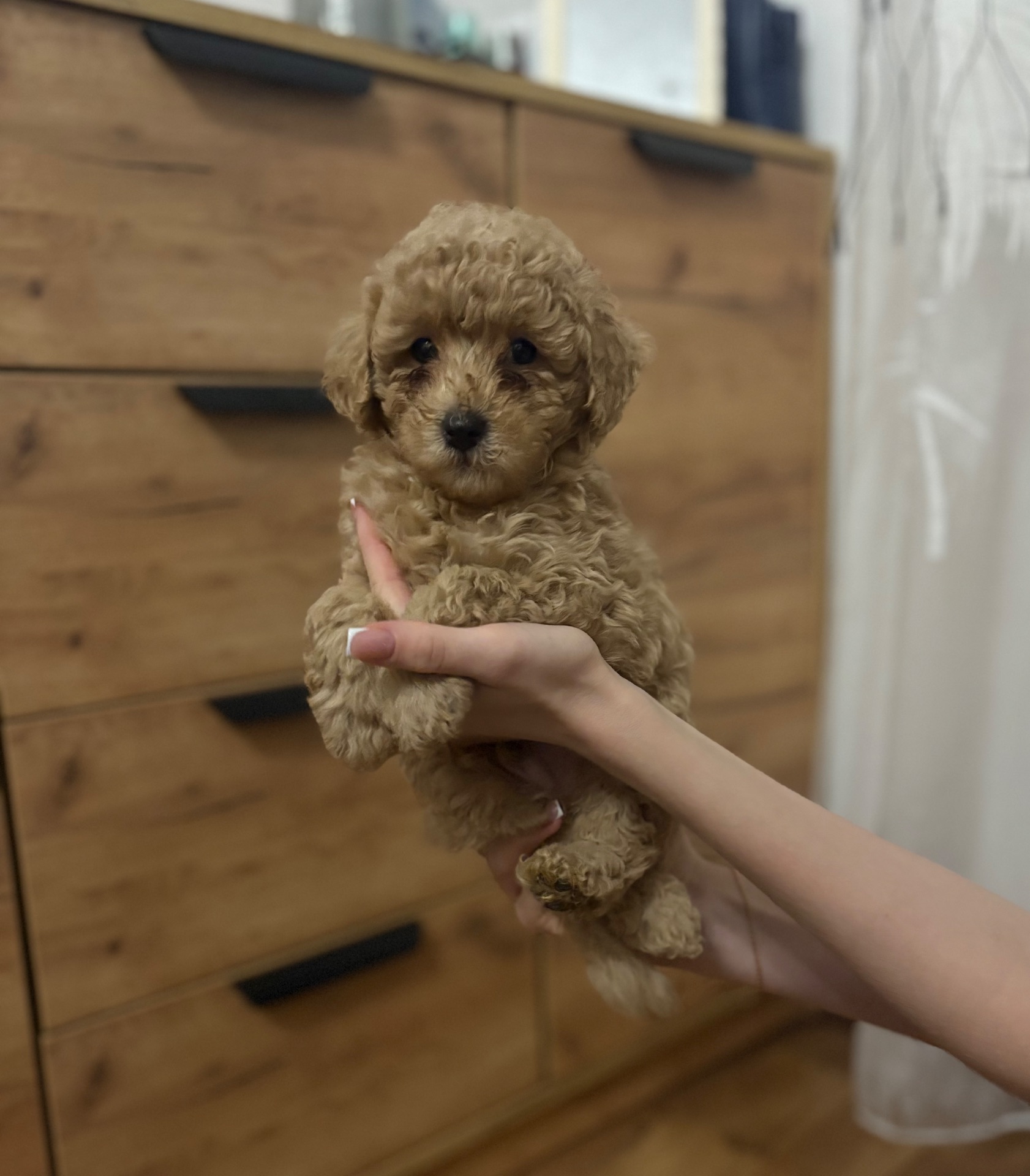 Цуценя той пуделя