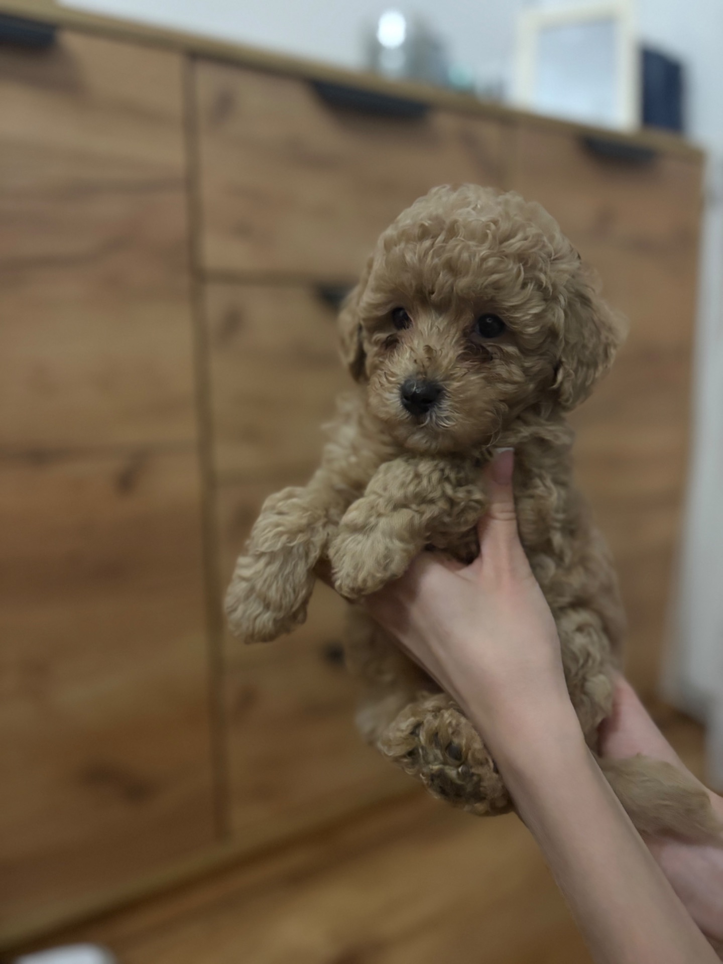 Цуценя той пуделя