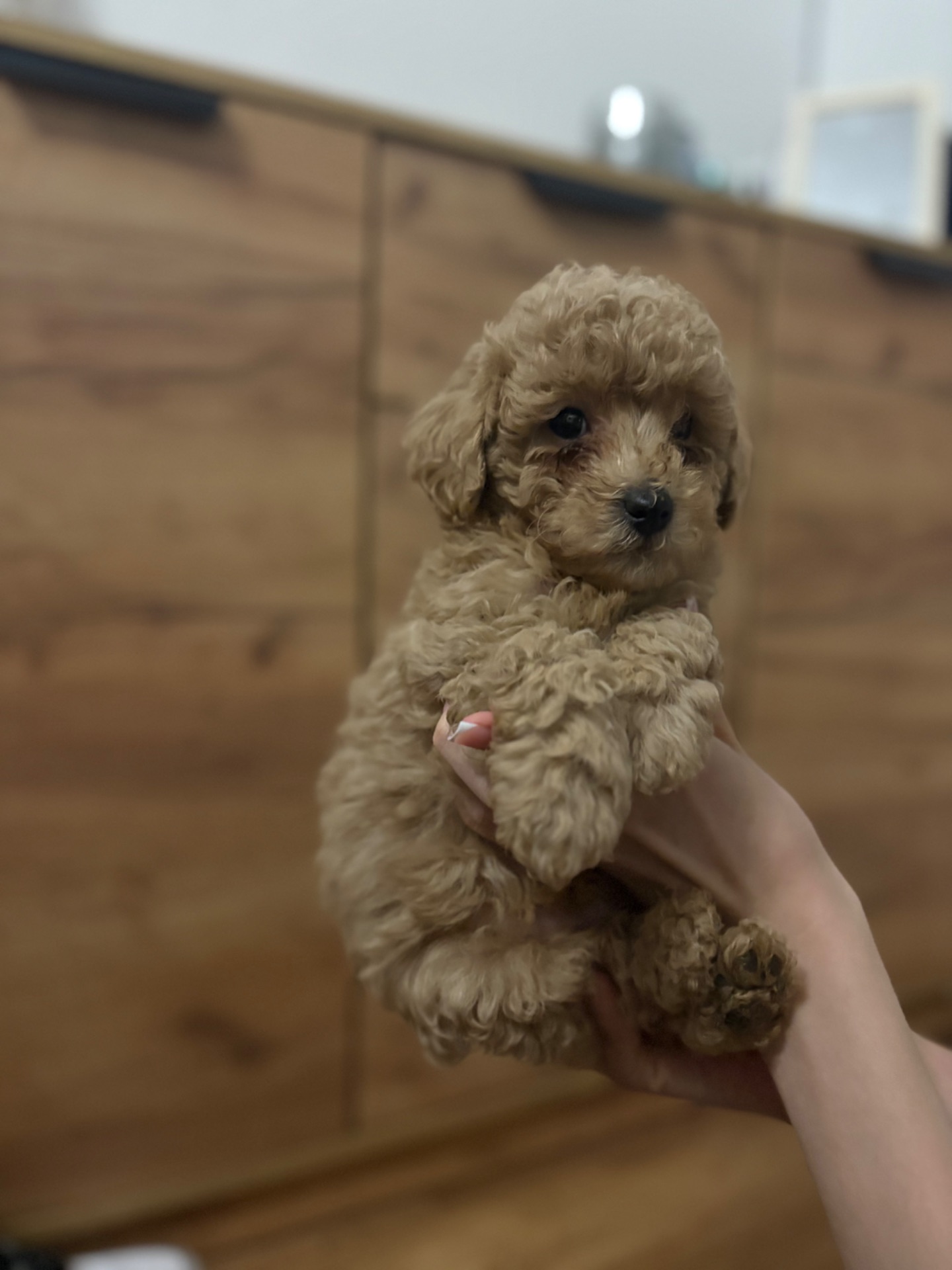 Цуценя той пуделя